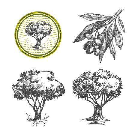 Vector images of olives and olive trees.のイラスト素材