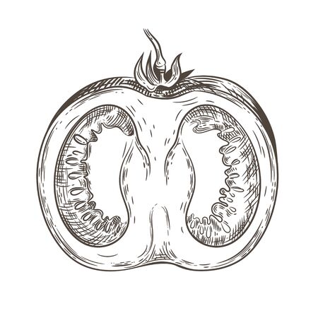 A slice of tomato. Vintage drawing. Engraving. Sketching graphics.のイラスト素材