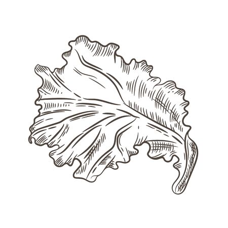 Lettuce leaf. Sketching graphics. Engraving. Vegetarian food Vintage illustrationのイラスト素材