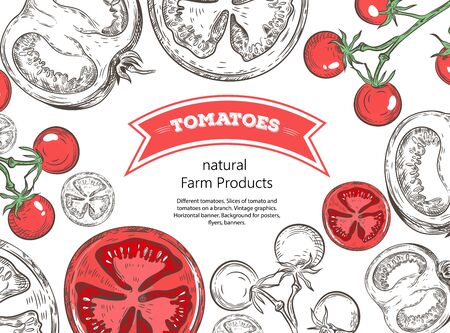 Different tomatoes. Slices of tomato and tomatoes on a branch. Vintage graphics. Horizontal banner.のイラスト素材