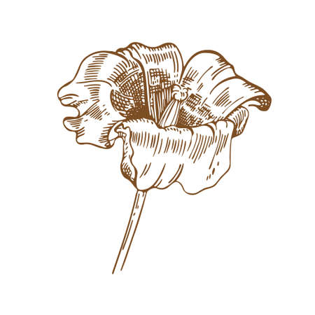 Tulip flower. Vector illustration. Sketch graphics. Floristics. Plantのイラスト素材