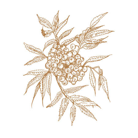 A bunch of berries on a branch. Rowan. Sketch graphics. An elegant flower.のイラスト素材