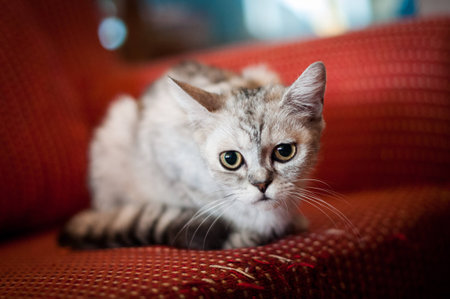 Catの写真素材