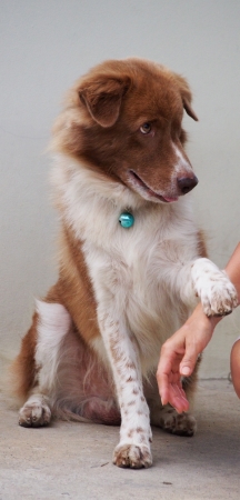 A Lovely Dogの写真素材