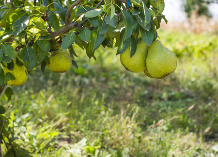 Sweet pearsの写真素材