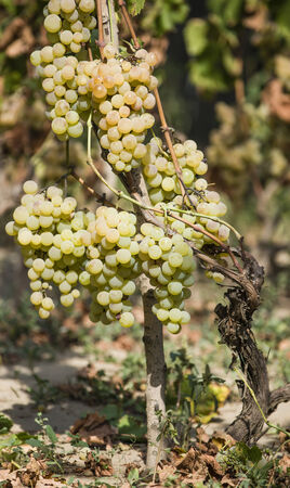 White grapesの写真素材