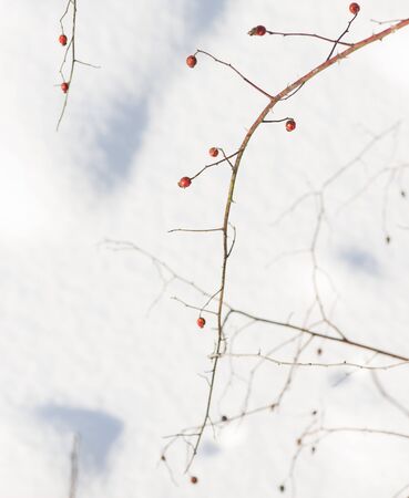 icy winter bright rose hipsの写真素材