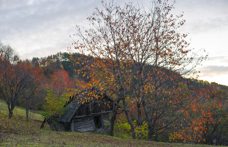 Old house in the middle of forestの写真素材
