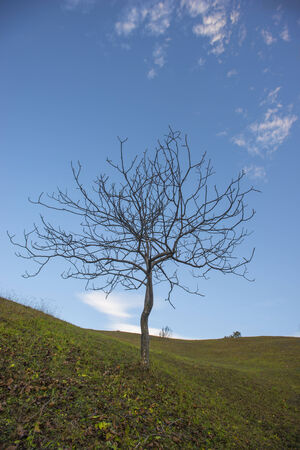Lonely tree in autumnの写真素材