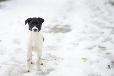 Homeless dog in the snow
