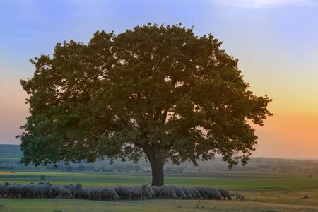 sheep sheltering in the shade near an oakの写真素材