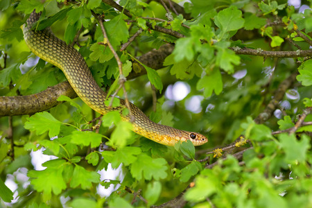 Snake in the treeの写真素材