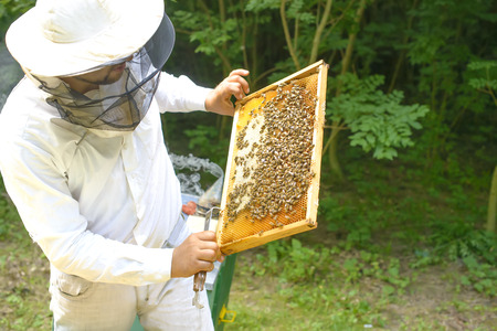 Beekeeper controlling beeyard and bees