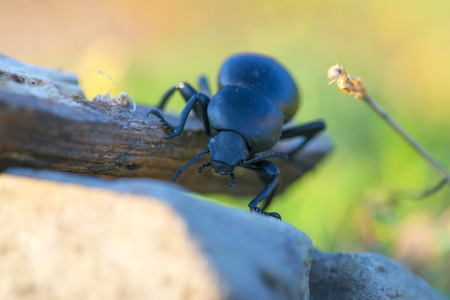 beetle on a stick isolatedの写真素材