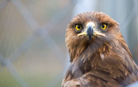 Birds of prey - Captive Aquila pomarina - Lesser Spotted Eagleの写真素材