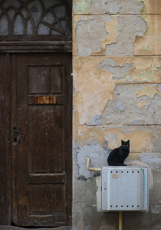 Black cat siting near an old door in Brasovの写真素材