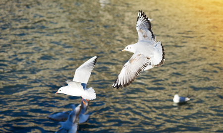 Flying seagull over the water