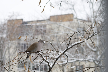 Dove on a tree in a winter dayの写真素材
