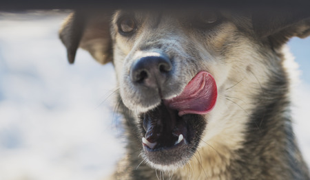 Dog sits sticking his pink tongueの写真素材