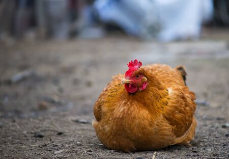 Free range chickens roam the yard on a small farmの写真素材