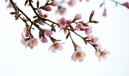 Spring flowering branches, pink flowers, no leaves, blossoms Almondの写真素材