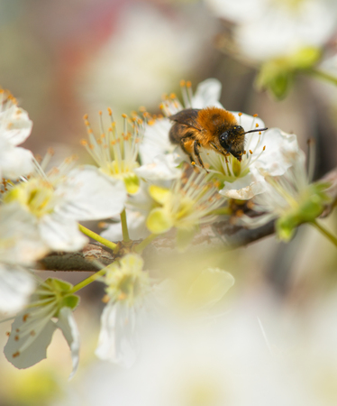 Bee collecting honey on a flowering tree in springの写真素材