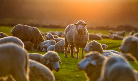 Flock of sheep at sunsetの写真素材