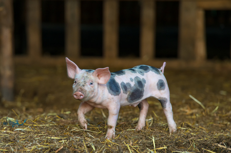Cute piglet at the farmの写真素材