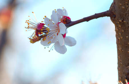 Flowers blooming mirabelle. Floral background