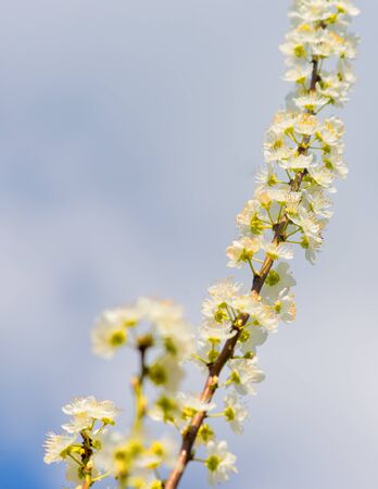 Flowers blooming mirabelle. Floral backgroundの写真素材