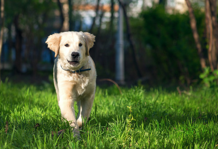 Golden Retriever puppy runs over the meadow