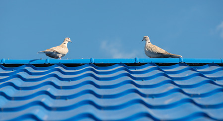 The pigeons on the roof tileの写真素材