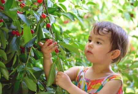 summer portrait of a cute little girl plucks cherries in the garden