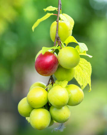 ripe plums on a tree branch in the orchardの写真素材