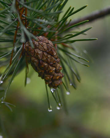 Fir branches and cones in raindrops.の写真素材