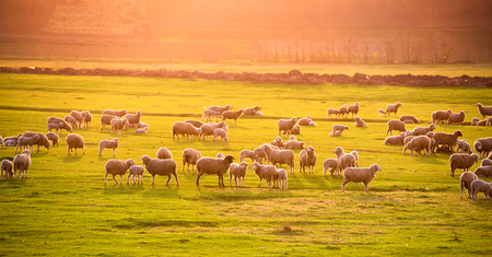 Flock of sheep at sunsetの写真素材