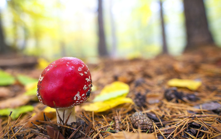 Close-up picture of a Amanita poisonous mushroom in natureの写真素材