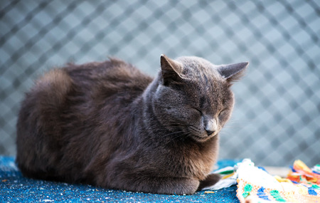 cat is sleeping outdoorsの写真素材