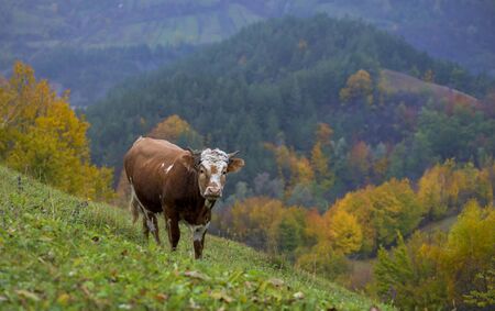 cow on autumn pasture in mountainsの写真素材