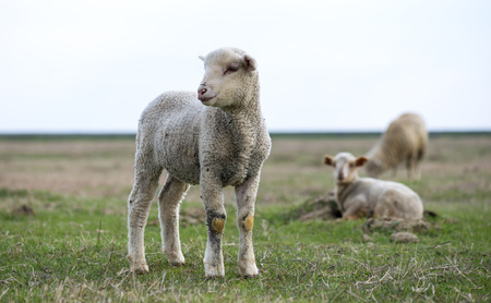 little lamb in the pastureの写真素材