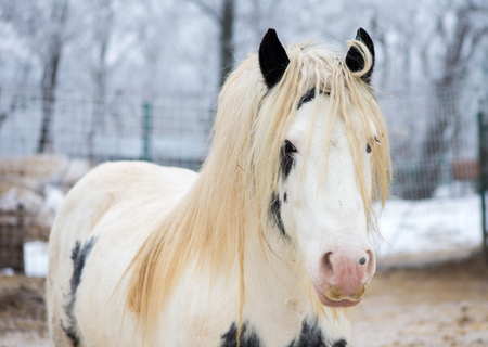 White gypsy horseの写真素材