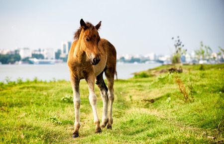 Thoroughbred foal standing alone in pastureの写真素材