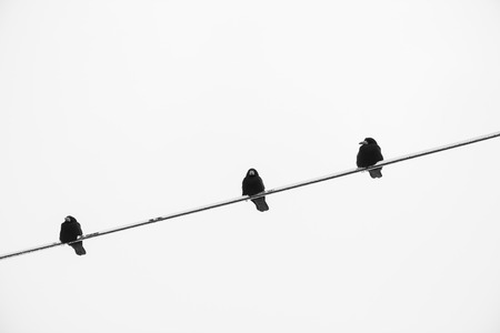 crow on an electric wire, black and whiteの写真素材