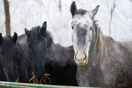 Lipizzan Horse, Portrait of Adultの写真素材