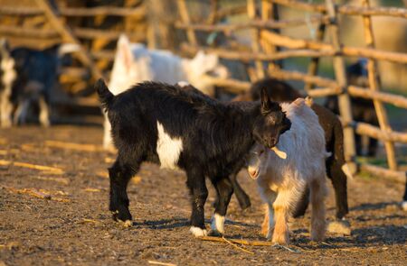 goat kids standing on straw in front of shedの写真素材
