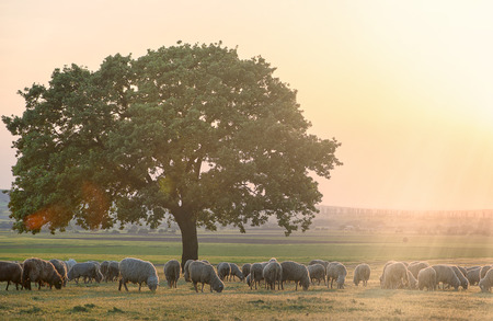Sheeps near an oak in the sunsetの写真素材