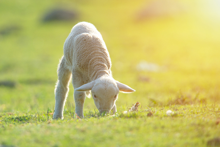 Cute little lamb eating on meadowの写真素材