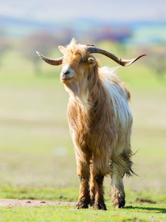 Brown and white billy goat with long fur and hornsの写真素材