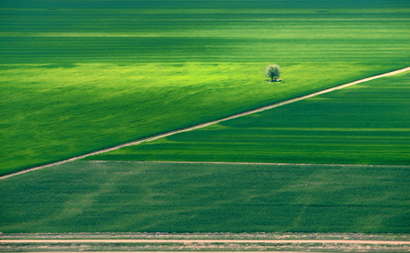 Alone tree in middle of a green fieldの写真素材