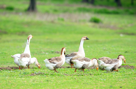 Group of domestic goose (Anser  domesticus) in meadow.の写真素材